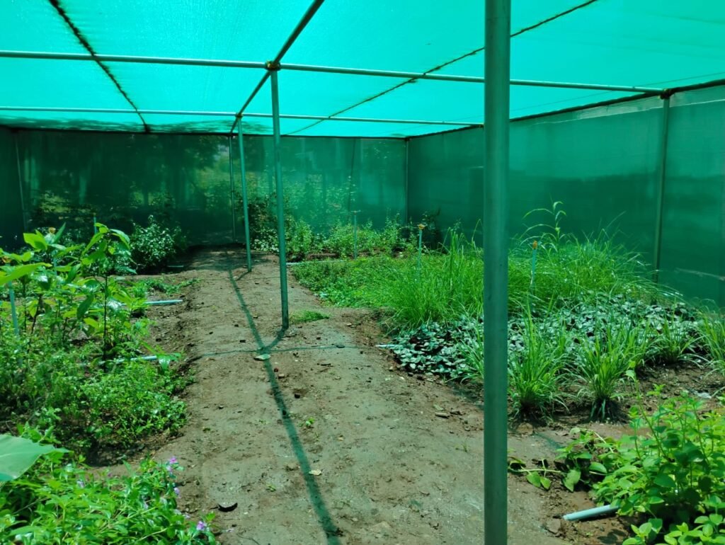 Wavu wa kivuli unaotumika katika kilimo