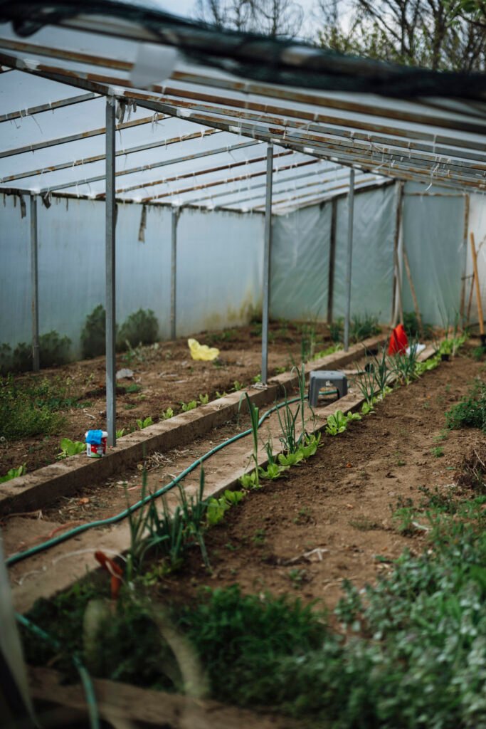 Mimea ya mboga inayokuzwa ndani ya greenhouse