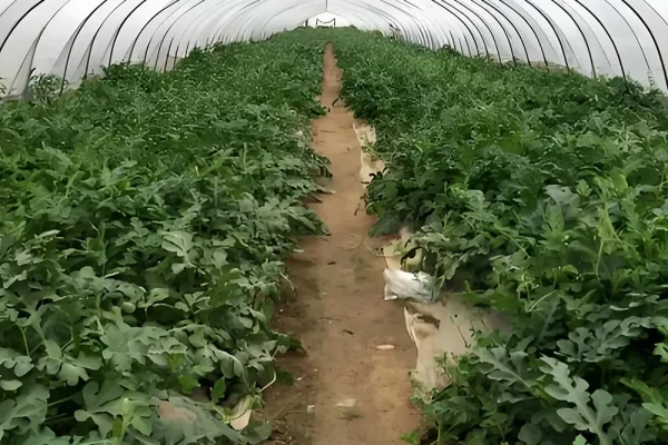 Suluhisho la Kilimo cha Greenhouse